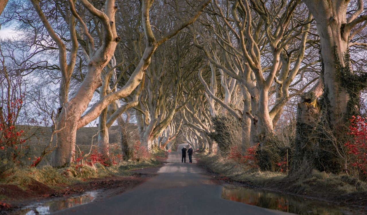 The dark hedges northern ireland